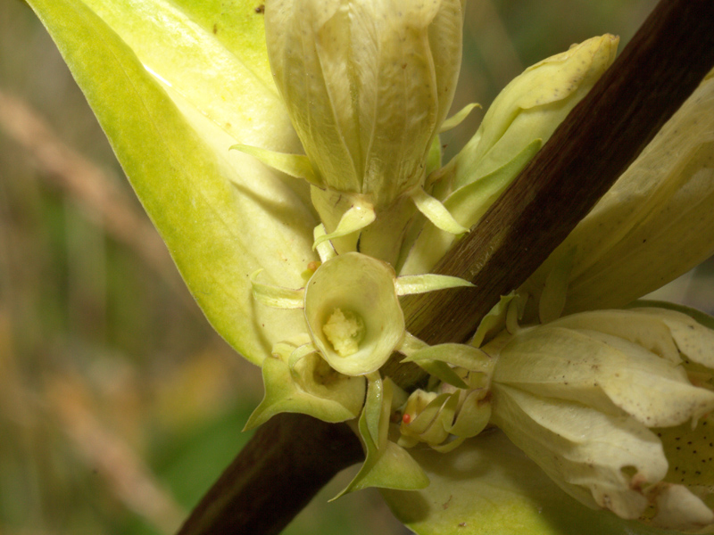 Gentiana burseri subsp. actinocalyx